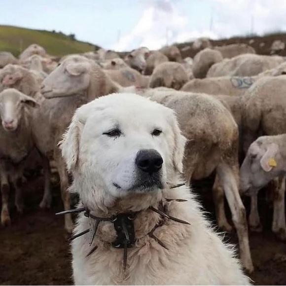 Meet your Posher, Raphaël - Picture 1 of 1